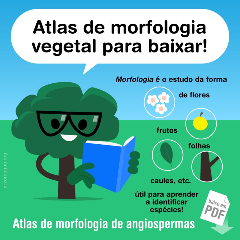 Atlas De Morfologia Vegetal (PDF) – Arvoreagua