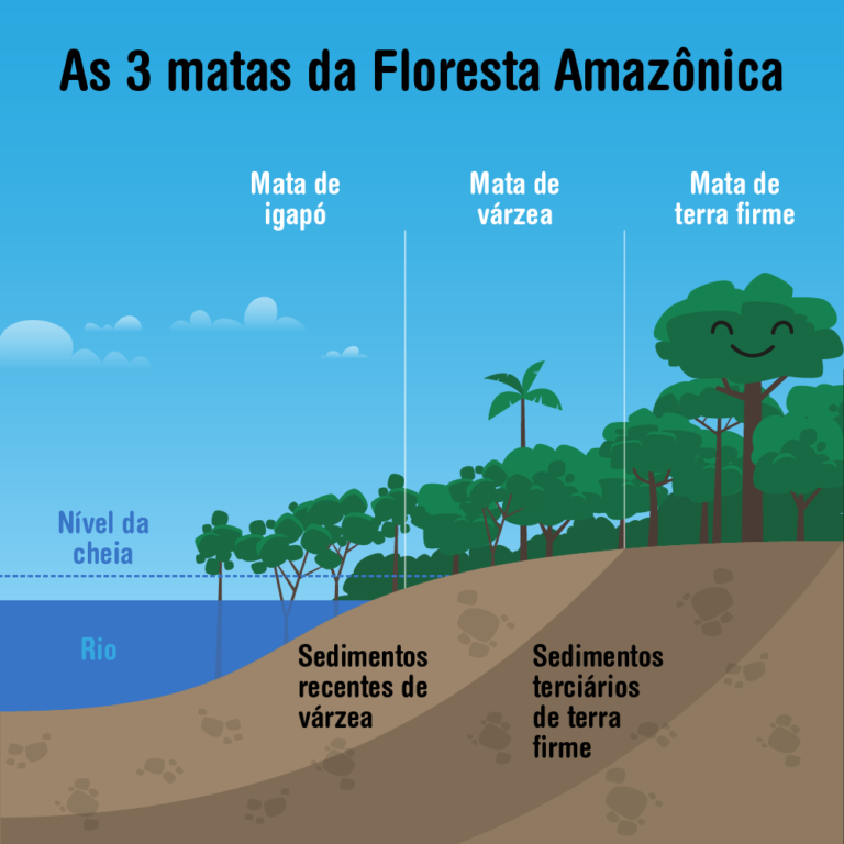 Matas Da Floresta Amazônica Arvoreagua 7699