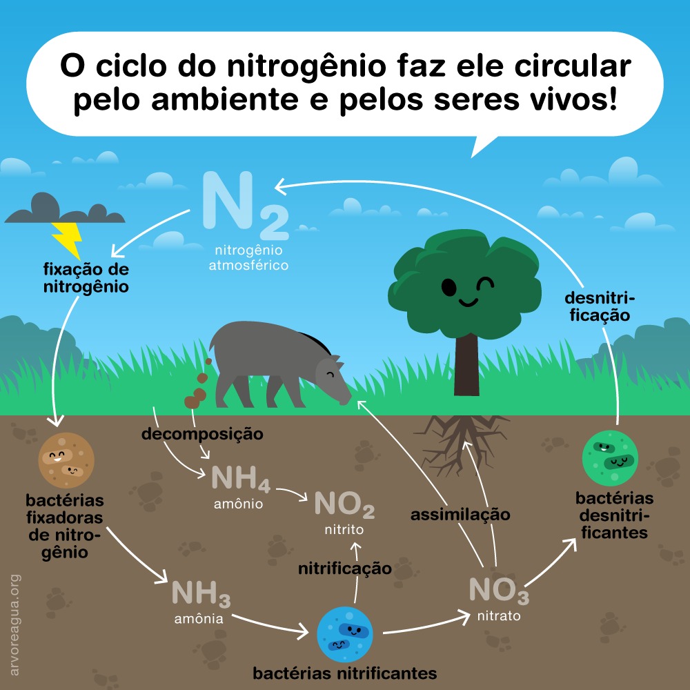 Ecologia, PDF, Nitrogênio